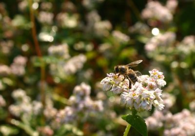 obcina_zirovnica_cebelarstvo